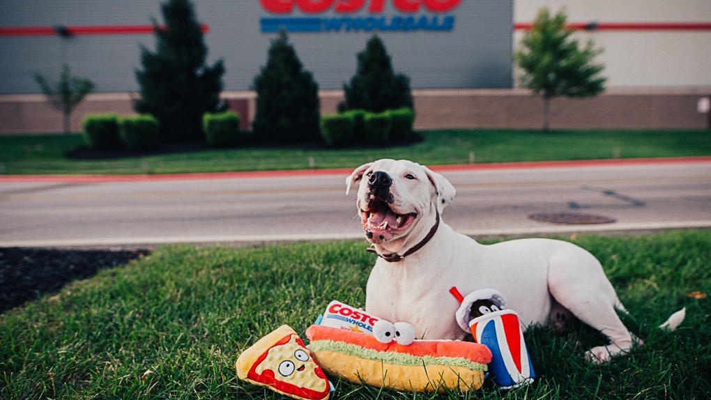 Your puppy can benefit from Costco too