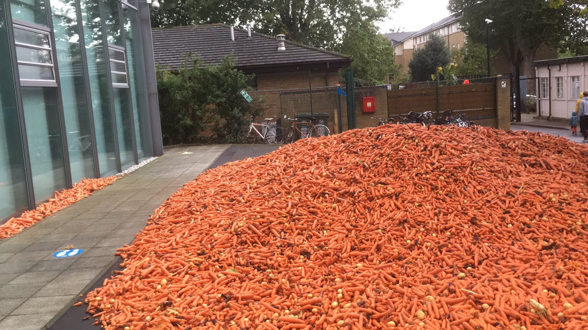 58,000 pounds of dumped carrots