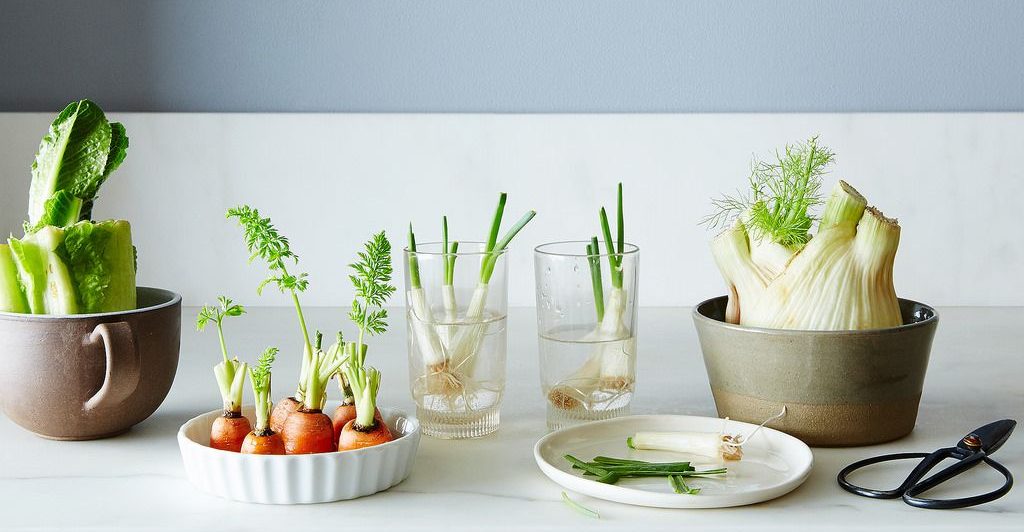 Regrow vegetables from leftovers